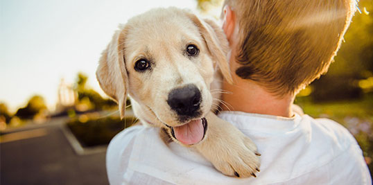 happy dog with young boy